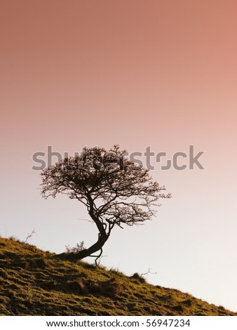 hawthorn tree pictures. a lone hawthorn tree on a