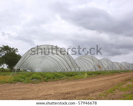 strawberry plants growing under polythene tunnels in the countryside under a cloudy sky