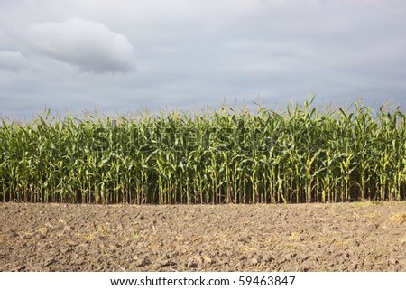 a maize field with plowed soil in the foreground under a cloudy sky