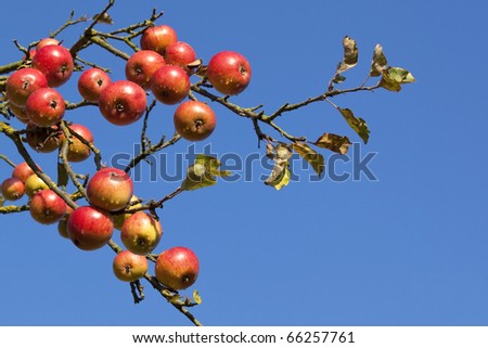 organic apples in winter against a blue sky
