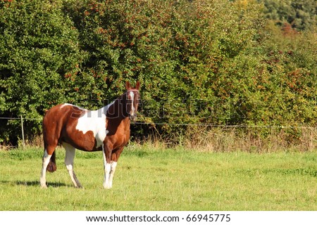 pinto pony standing in a grassy meadow with tall hawthorn hedges behind