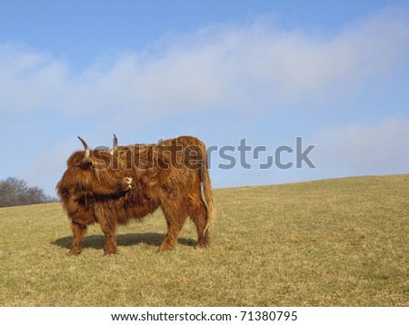 a beautiful highland cow on a grassy hillside on a clear february day with blue sky