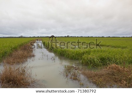sri lanka landscape with flood waters rising to cover standing rice crop near pottuvil