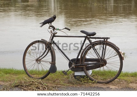 house crow perched on bicycle handle bars with flood water background