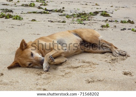 a dog lying down on a beach in sri lanka