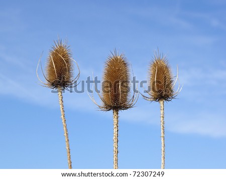 three teasel seed heads under a blue sky
