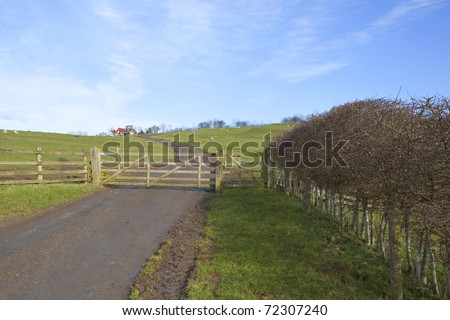 english landscape with a small country road leading to a five bar wooden gate and green fields with grazing sheep and a red tractor