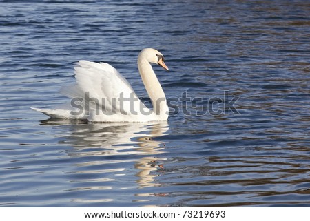 a beautiful white mute swan on blue rippled water