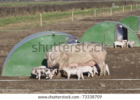 a sow and piglets on a free range farm with green shelters