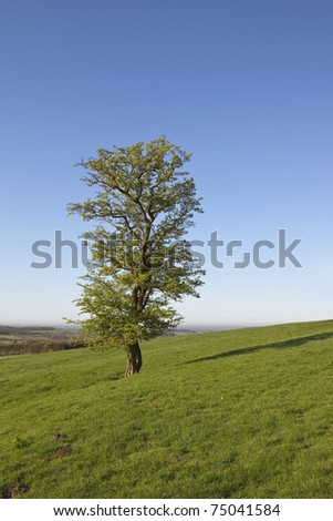 hawthorn tree. a lone hawthorn tree on a