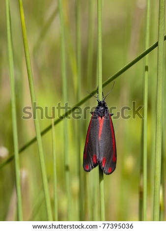 a cinnabar moth tyrea jacobea resting on soft rush leaves