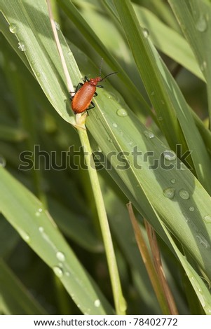 a cardinal beetle pyrochroa coccinea on a wet reed leaf