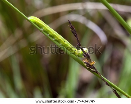 the larvae or caterpillar of the meadow brown butterfly maniola jurtina feeding on a rush flower