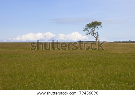 landscape with a lone tree on the horizon of a barley field under a blue summer sky
