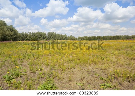 landscape with st johns wort and other wildflowers surrounded by trees under a cloudy summer sky