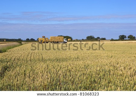 a summer landscape with a view over a field of ripening wheat to a white truck and trailer being loaded with barley straw bales