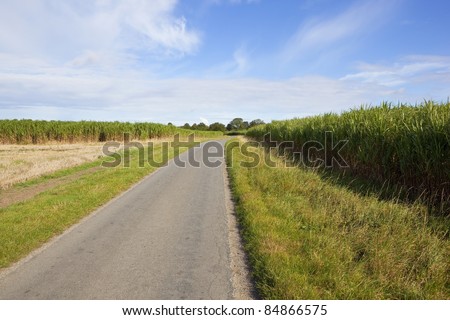 a landscape with a small asphalt road running through fields of elephant grass miscanthus being grown for bio fuel