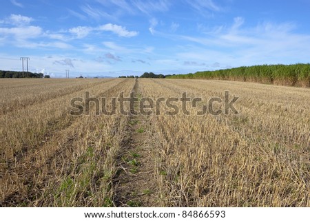 agricultural landscape with wheel marks running through a stubble field flanked by elephant grass and power lines under a blue sky