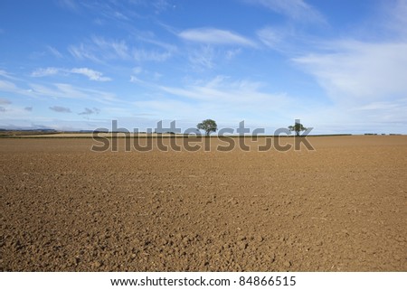 an arable landscape with two trees and hedgerows on the horizon of a cultivated field with bare soil under a blue sky