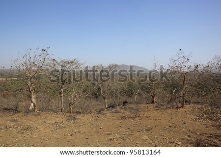 deciduous trees in the forest of sasan gir gujarat india in the dry season