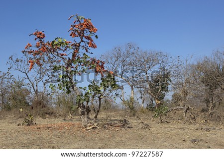 a dry indian woodland in gujarat with flame of the forest butea monosperma also known as palash dhak palah parrott tree keshu and kesudo