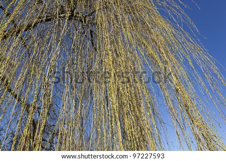 detail of a beautiful weeping willow with young shoots and golden stems under a blue sky