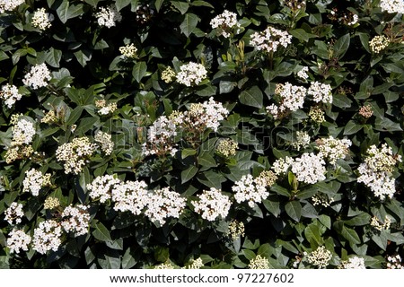 Winter Flowering Viburnum