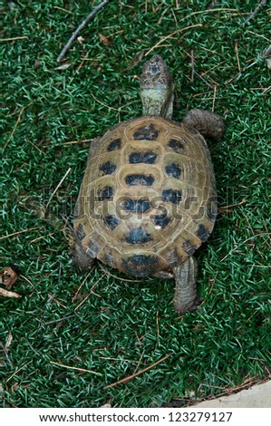 Testudo horsfieldii is a Russian Tortoise