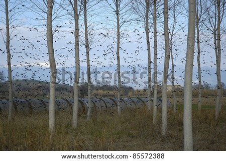 Flock of birds in tree forest in Cabanes Emporda Girona Spain