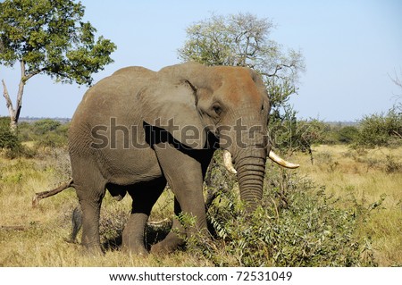 African elephant Kruger National Park, South Africa