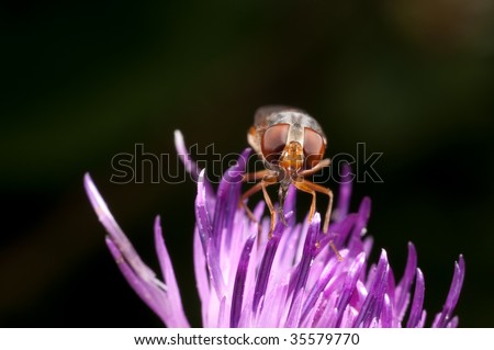 hover-fly (Rhingia Campestris) feeding on a flower