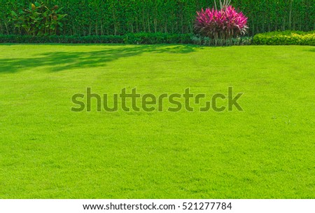 Green lawn, the front lawn for background.
