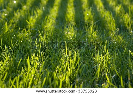 Bright green grass striped with shadows