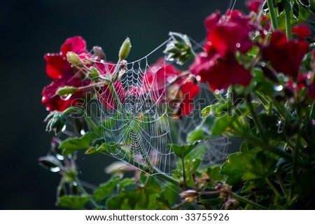 Stretch Spider Web