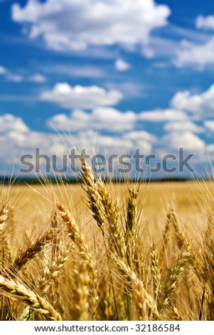 wheat field with ears on the first plane and blue skies with clouds
