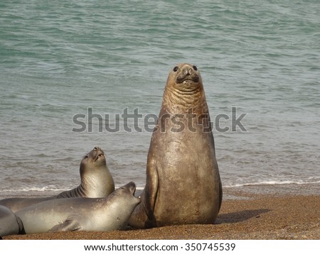 Two female elephant seals with one male standing to attention.