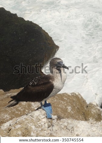 Blue Footed Booby on the edge of a cliff with waves crashing behind in Ecuador.