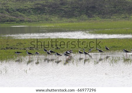 BHOPAL - DECEMBER 4: Migrating birds on the dumping ground  of the Union Carbide gas plant where they dumped their chemical waste after the gas disaster in 1984,in Bhopal - India on December 4, 2010.