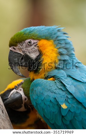 Parrot close up look.