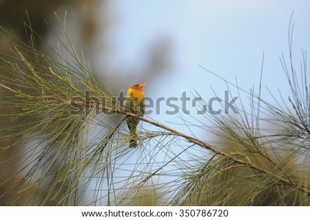 Brazilian bird on a twig.