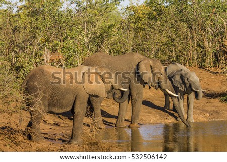 group of african bush elephants drinking in the riverbank in Kruger Park, South African