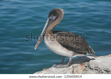 Galapagos Brown Pelican (Pelecanus occidentalis thagus). Santa Cruz Island, Galapagos Islands, Ecuador