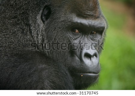 portrait shot of a big male silverback gorilla