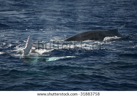 two humpback whales, mother and her calf,  in waters near Roca Partida at the Revillagigedos Archipelago