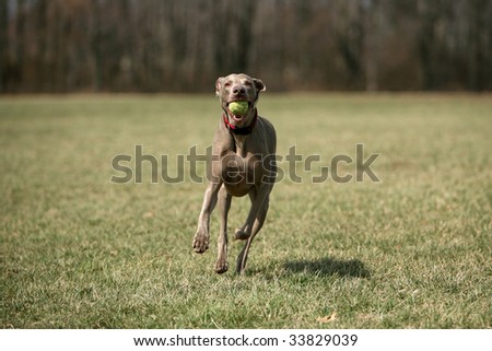 happy weimaraner with tennis ball in his mouth runs towards the camera