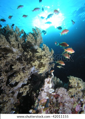 school of fish swimming above coral reef covered with soft corals
