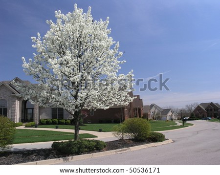 blooming street tree in a residential area