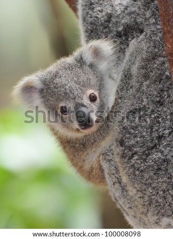 cute australian koala bear baby or joey , sydney, new south wales, australia grey bear