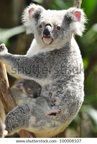 Australian Koala Bear in eucalyptus tree, Sydney, Australia grey bear