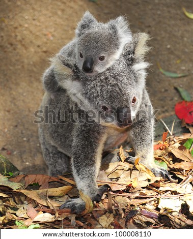australian koala bear with her baby, sydney, australia grey bear exotic aussie mammal with joey on back walking on tropical rainforest floor